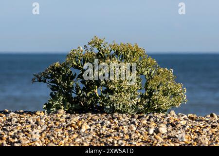 Eine Nahaufnahme von Meerkohl, der an einem Strand von Sussex in der Frühlingssonne wächst, mit einer geringen Tiefe des Feldes Stockfoto