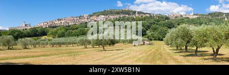 Assisi - das Panorama der Altstadt mit den Oliven Stockfoto