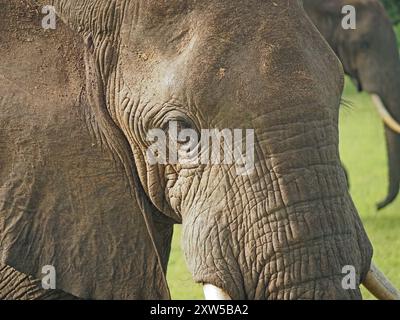 Nahaufnahme des friedlichen afrikanischen Elefanten (Loxodonta Africana) mit dicken Wimpern und faltigem Fell im Nyerere Nationalpark, Tansania Stockfoto