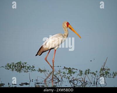 Einzelner Gelbschnabelstorch (Mycteria ibis) mit gelbem Schnabel und rotem Gesicht und Beinen zum Angeln in Lake Manze, Nyerere National Park, Tansania, Afrika Stockfoto