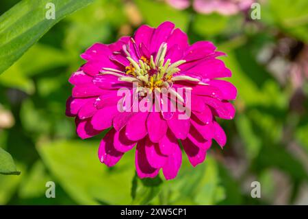 Wunderschöne dunkelrosafarbene Zinnia elegante Gartenblumen. Stockfoto