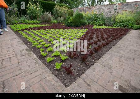 Rote und grüne Salatpflanzen wurden ordentlich in einem Küchengarten in Woolbeding bei Midhust in West Sussex, Großbritannien, gepflanzt. Stockfoto