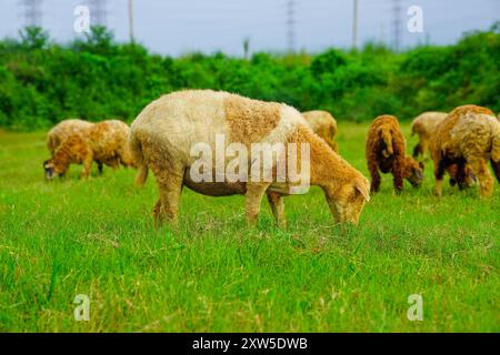 Braune Schafe fressen Gras auf dem Feld, Schafe grasen auf den offenen grünen Wiesen, Schafe grasen auf einer grünen Weide, Öko-Farm-Konzept Stockfoto