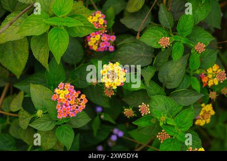 Umbelanterna lantana Camara oder westindische lantana Wildsalbei, Rotsalbei, Gelbsalbei, Tickberry und lantana urticoides ist eine Art farbenfroher Blumen. Natürlicher Hintergrund mit Blumenmuster Stockfoto