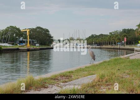 S-Kurve des Seawall auf der rechten Seite mit grünen Palmen. Blauer Reiher auf der rechten Seite der Ufermauer. Blick auf die Gulfport Marina an einem sonnigen Tag. Ruhiges Wasser Stockfoto