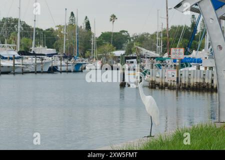 Großer weißer, schneebedeckter Reiher thront an der Ufermauer am Eingang der Gulfport Marina. Über grünes Gras mit blauen Wasserbooten mit grünen Bäumen im Rücken Stockfoto