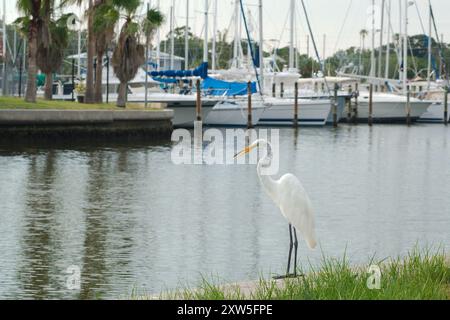 Großer weißer, schneebedeckter Reiher thront an der Ufermauer am Eingang der Gulfport Marina. Über grünes Gras mit blauen Wasserbooten mit grünen Bäumen im Rücken Stockfoto