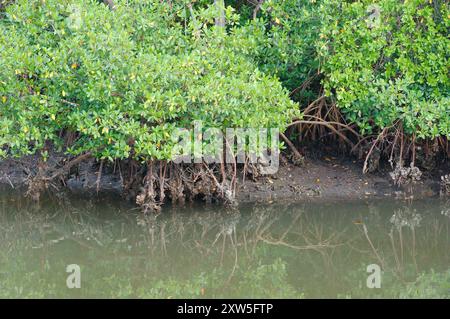 Horizontale Nahaufnahme eines grünen Mangrovenbaums mit Wurzeln im Wasser Florida. Reflexionen im Wasser an einem sonnigen Tag. Platz zum Kopieren, keine Leute. Stockfoto