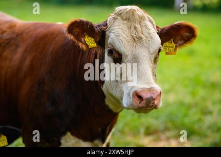 Braune Weidekuh. Hereford Kühe auf dem Feld. Kuhgesicht-Nahaufnahme. Weidekuh auf grüner Weide. Landschaft und Weide für Kühe. Kuhherde in der Stockfoto