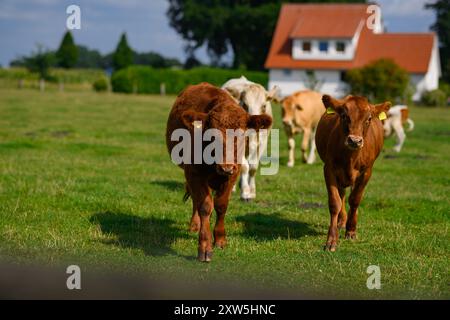 Kühe auf Sommerweide. Kühe auf Milchfarm. Viehweide auf einem Feld. Kühe auf grünem Gras auf einer Wiese, Weide. Kühe, die auf Ackerland weiden. Braun c Stockfoto