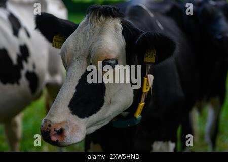 Holsteinkühe auf der Weide. Reife Kuh. Kühe auf einer Wiese. Schwarz-weiße Kuh auf grüner Wiese. Kuhfarm mit Milchvieh auf dem Feld auf dem Bauernhof. Stockfoto