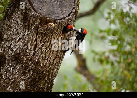 Weibliche Acorn Woodspecht füttert ihren Mann, der sich an ihrem Baumhöhlennest schmiegt. Das Nistling ist nahe an der Flucht. Stockfoto