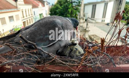 Die Jungvögel verlangen, von der Taube gefüttert zu werden. In den ersten Tagen füttern sie die Taube und die Taube mit ihren Schnäbeln. Die Küken erhalten eine Mischung aus Stockfoto