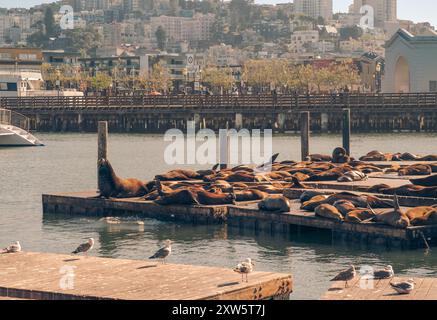 San Francisco, Kalifornien, USA. Möwen beobachten Seelöwen beim Sonnenbaden im Sonnenuntergang am Pier 39. North Beach District im Hintergrund Stockfoto