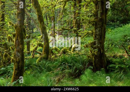 WA25566-00...WASHINGTON - Waldszene am West Elwha Trail im Olympic National Park. Stockfoto