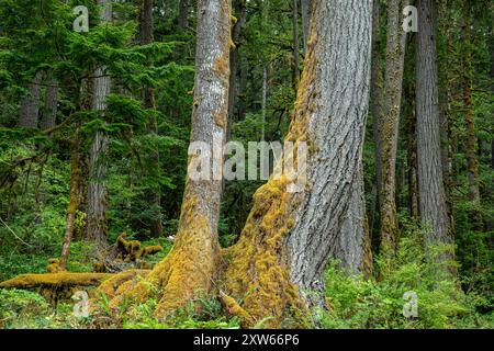 WA25582-00...WASHINGTON - hohe Bäume wachsen im grünen Wald entlang des Elwha River; Olympic National Park. Stockfoto