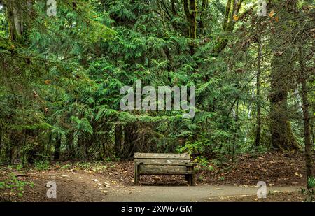 WA25597-00...WASHINGTON - hölzerne Bank auf dem asphaltierten Weg zu den Madison Falls im Elwha River Valley im Olympic National Park. Stockfoto