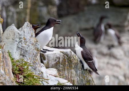 Zwei Razorbills oder ALCA Torda thronen elegant auf einer Klippe nahe South Stack in Wales mit einem unscharfen Hintergrund. Stockfoto