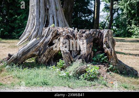 Getrockneter Baumstamm in einem Park mit verschiedenen grünen Bäumen Stockfoto