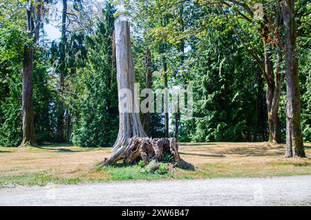 Getrockneter Baumstamm in einem Park mit verschiedenen grünen Bäumen Stockfoto