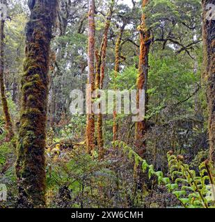 Buchen und Farne im Oparara Basin Forest, Westküste, Neuseeland Stockfoto