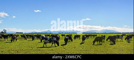 Die Milchviehhaltung auf Canterbury Plains Panorama, Neuseeland. Südliche Alpen im Hintergrund. Stockfoto