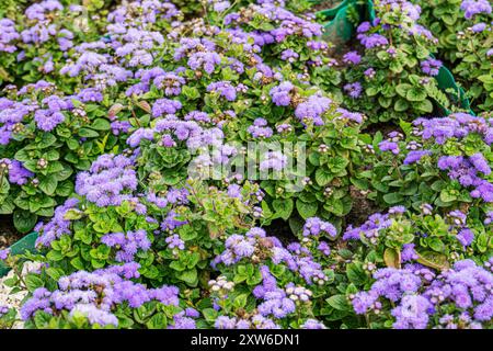 Blühende Seidenblüten (Ageratum houstonianum) in blauhaarigen Korymbusformen. Lila Blumen im Sommergarten. Stockfoto