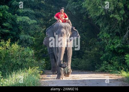 Elefanten und Mahouts Stockfoto