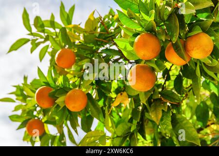 Ansicht reifer Orangen, die vor der Ernte am Baum hängen Stockfoto