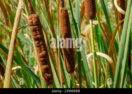 Brauner Blütenstand, Fleckfieber und grünes Schilfgras nähern sich an einem hellen Tag im Freien am See Stockfoto