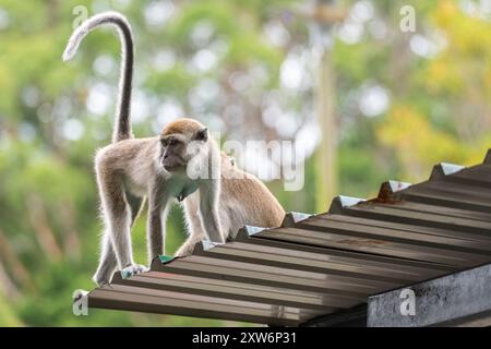 Langschwanzmakaken (Macaca fascicularis) auf einem Dach Stockfoto