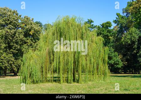 Weinende Weidenbäume hängende Äste Stockfoto
