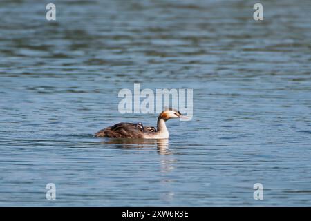 Ein Großkäppchen hat drei kleine Küken, zwei reiten auf dem Rücken. Stockfoto