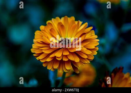 Calendula Officinalis (Ringelblume) Stockfoto