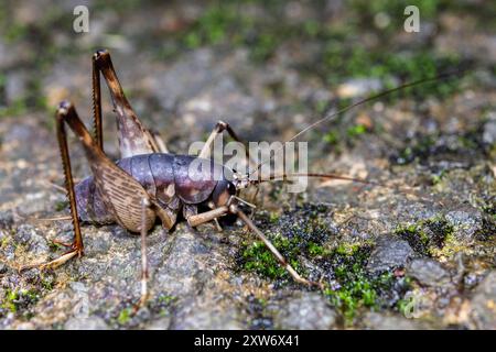 Rhaphidophoridae Grasshopper, evtl. Rhaphidophora oophaga Stockfoto