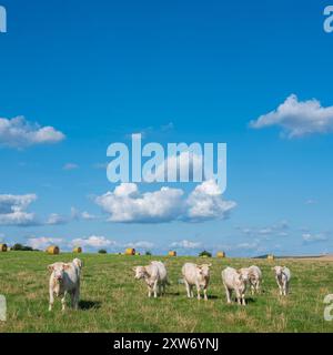 Herde weißer Kühe auf Wiese unter blauem Himmel mit Wolken in Champagne-ardenne Stockfoto