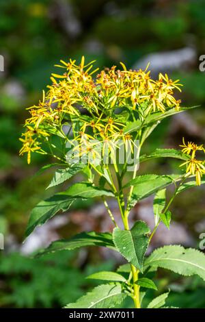 Holzkraut (Senecio ovatus), auch bekannt als Fuchs' Ragkraut (Senecio nemoralis ssp. Fuchsii) Stockfoto