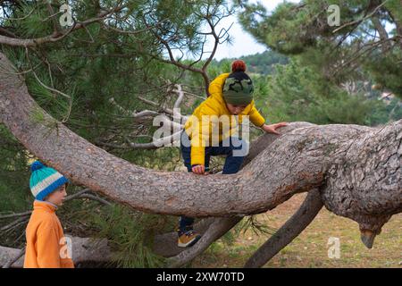 Zwei Kinder, die an einem kalten Tag im Wald an den Bäumen spielen Stockfoto