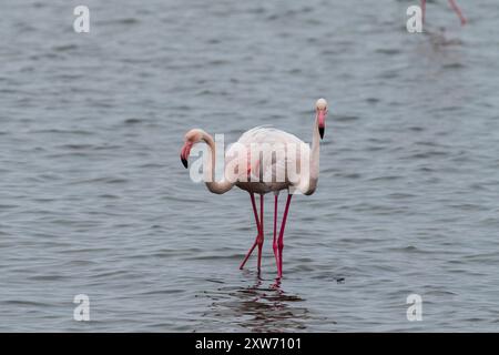 Greater Flamingos - Phoenicopterus roseus - entlang der Küste von Walvis Bay, Namibia. Stockfoto