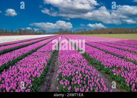 Landschaft niederländisches Blumenzwiebelfeld mit einer wachsenden, doppelt rosa gelben frühen Tulpensorte namens Light Pink Prince in engen vertikalen Linien zum Horizont Stockfoto