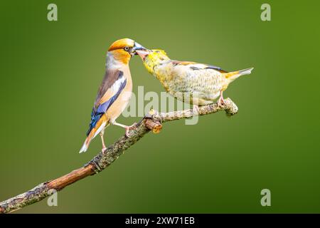 Nahaufnahme eines erwachsenen männlichen und eines jungen Hawfinche, Coccothraustes coccothraustes, auf einem horizontalen toten Ast und der Erwachsene füttert den Jungen Stockfoto