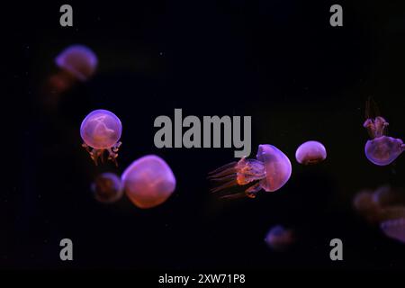 Gruppe von Quallen, die im Unterwasser-Aquarienpool schwimmen, beleuchtet mit rosa Neonlicht. Flammqualle, Rhopilema esculentum schwimmt im dunklen Wasser, Ocea Stockfoto