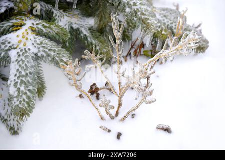 Frostige Zweige von Baum und Tanne, bedeckt mit Eis und Eiszapfen an einem Wintertag in Russland Stockfoto