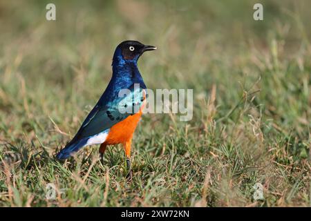 Ein erwachsener Superstar (Lamprotornis Superbus), der am Boden in Kenia, Ostafrika, ernährt Stockfoto