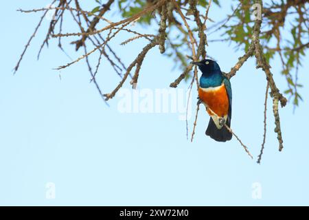 Ein erwachsener Superstar (Lamprotornis Superbus), der in einem Baum im Maasai Mara, Kenia, thront Stockfoto