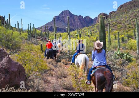 USA. ARIZONA. TUCSON. WEISSE HENGSTRANCH. FAHRT AUF DEM GRUNDSTÜCK. Stockfoto