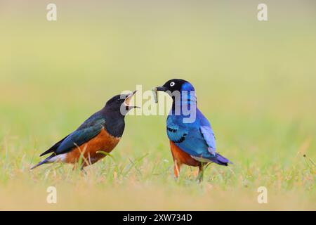 Ein erwachsener Superstar (Lamprotornis Superbus) füttert seine Jungen im Ol Pejeta Conservancy, Kenia Stockfoto