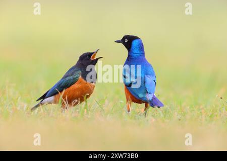 Ein erwachsener Superstar (Lamprotornis Superbus) füttert seine Jungen im Ol Pejeta Conservancy, Kenia Stockfoto