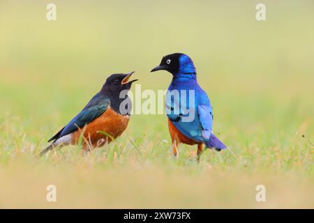 Ein erwachsener Superstar (Lamprotornis Superbus) füttert seine Jungen im Ol Pejeta Conservancy, Kenia Stockfoto