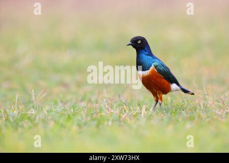 Ein erwachsener Superstar (Lamprotornis Superbus), der am Boden in Kenia, Ostafrika, ernährt Stockfoto